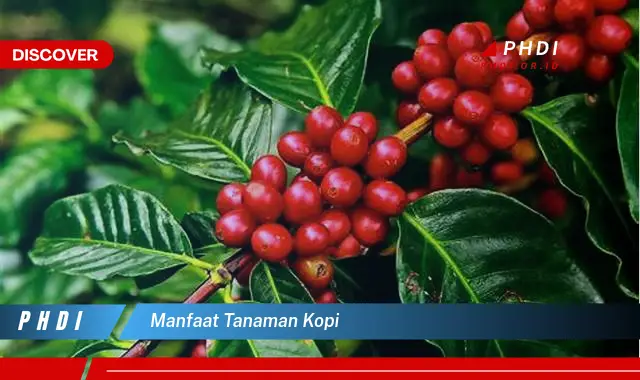 manfaat tanaman kopi