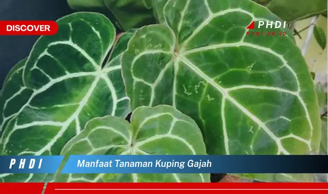 manfaat tanaman kuping gajah