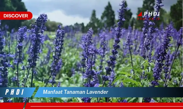 manfaat tanaman lavender