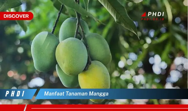 manfaat tanaman mangga