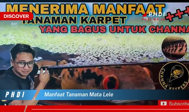 manfaat tanaman mata lele