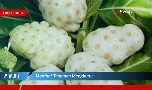 manfaat tanaman mengkudu