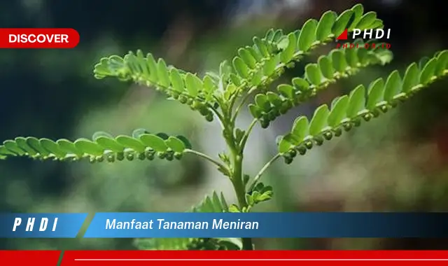 manfaat tanaman meniran