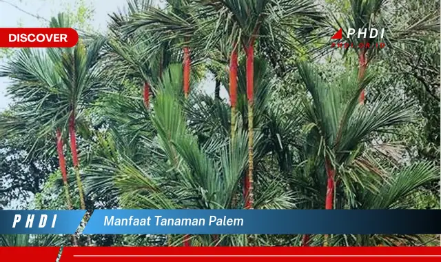 manfaat tanaman palem