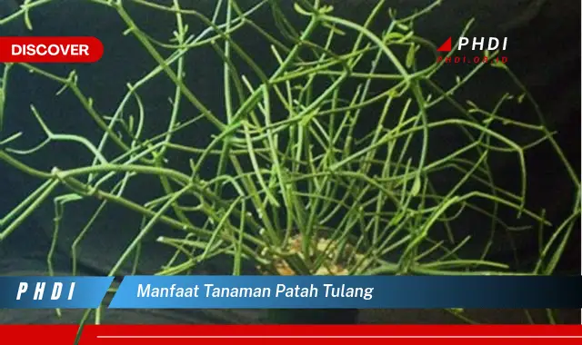 manfaat tanaman patah tulang