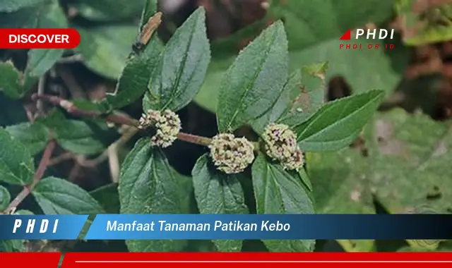 manfaat tanaman patikan kebo