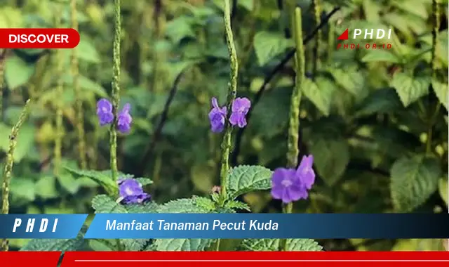 manfaat tanaman pecut kuda