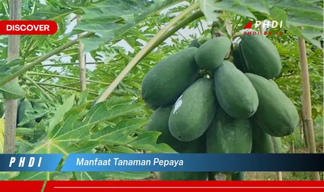 manfaat tanaman pepaya