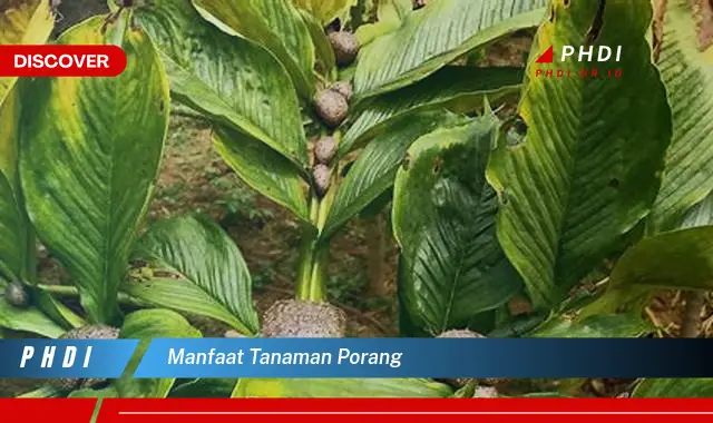 manfaat tanaman porang