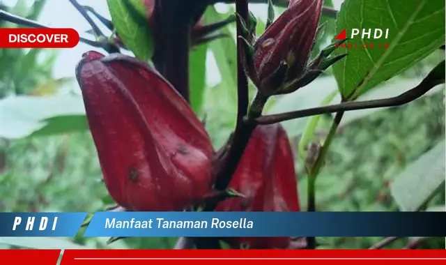 manfaat tanaman rosella