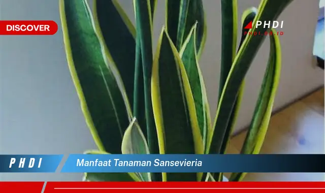 manfaat tanaman sansevieria