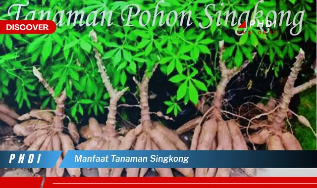 manfaat tanaman singkong