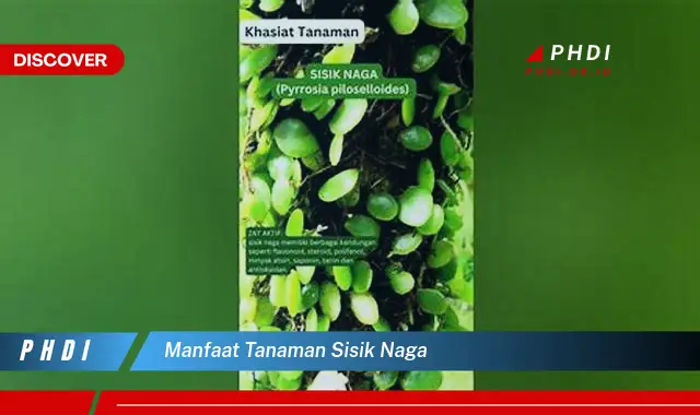 manfaat tanaman sisik naga