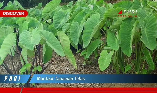 manfaat tanaman talas