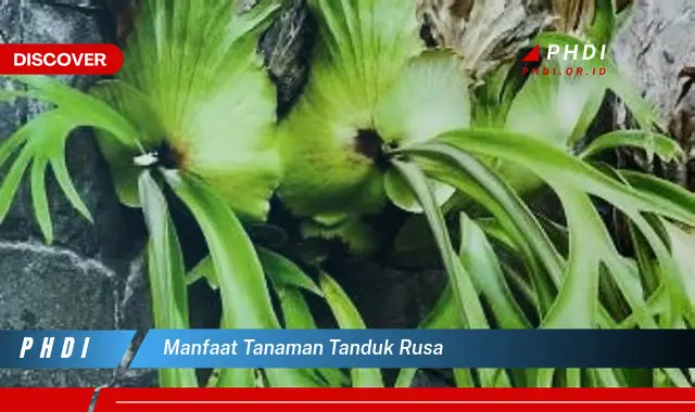 manfaat tanaman tanduk rusa