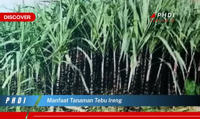 manfaat tanaman tebu ireng