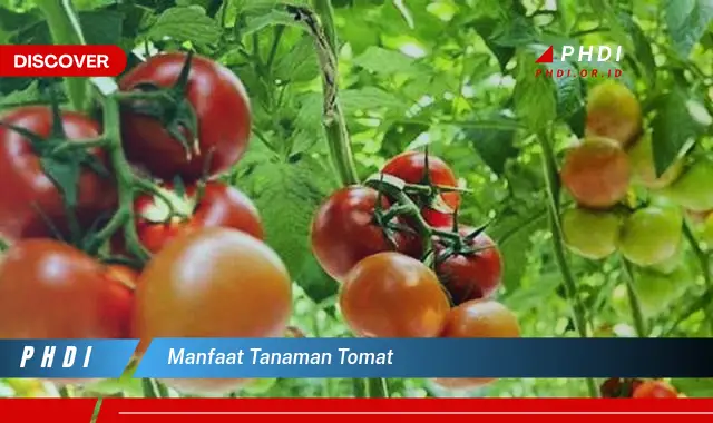 manfaat tanaman tomat