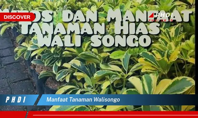 manfaat tanaman walisongo