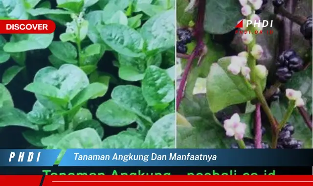 Temukan Manfaat Tanaman Angkung Yang Jarang Diketahui