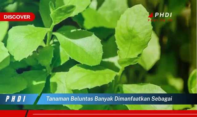 tanaman beluntas banyak dimanfaatkan sebagai