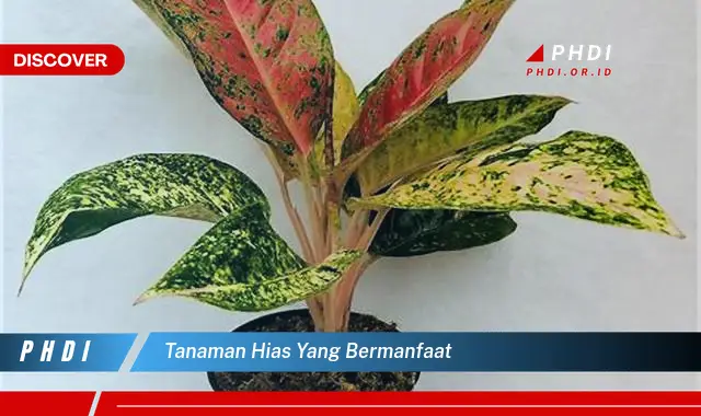 tanaman hias yang bermanfaat