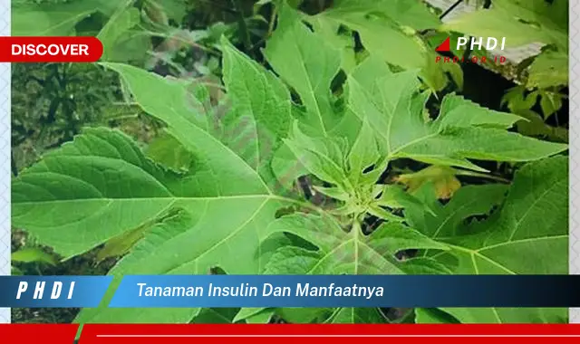 tanaman insulin dan manfaatnya