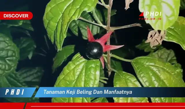 tanaman keji beling dan manfaatnya