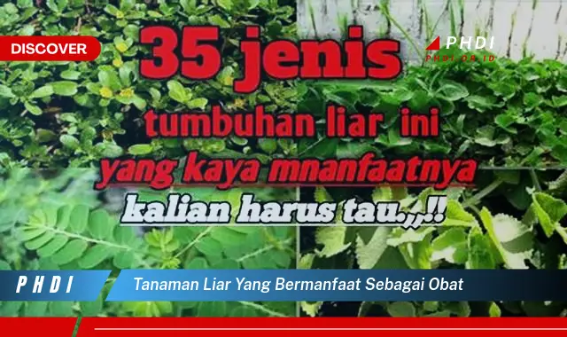 tanaman liar yang bermanfaat sebagai obat