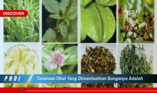 tanaman obat yang dimanfaatkan bunganya adalah