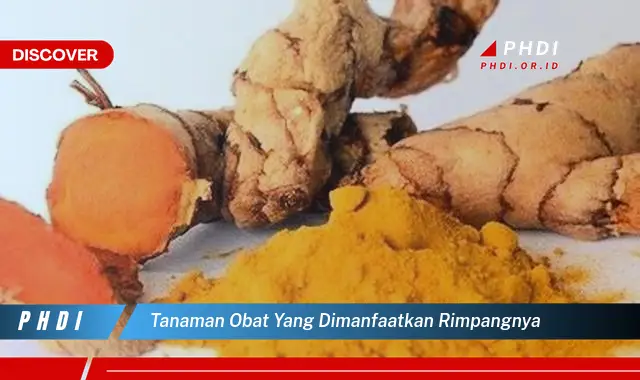 tanaman obat yang dimanfaatkan rimpangnya