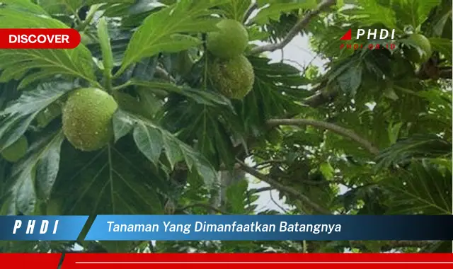 tanaman yang dimanfaatkan batangnya