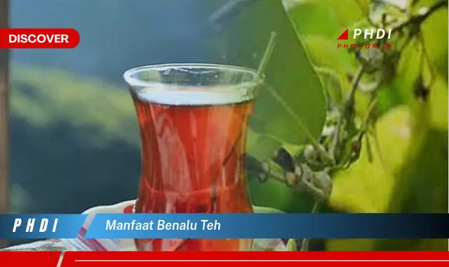 manfaat benalu teh