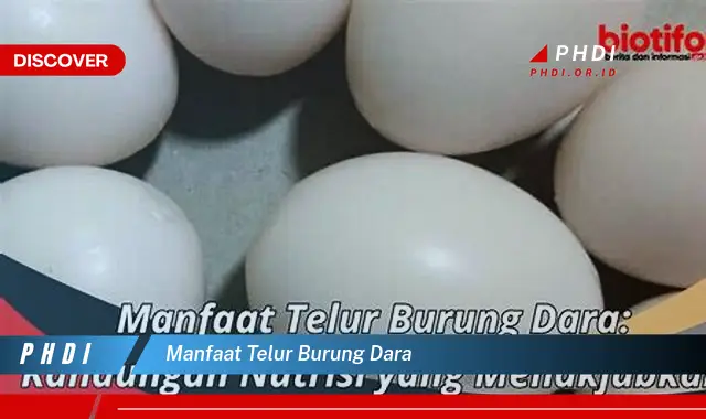 manfaat telur burung dara