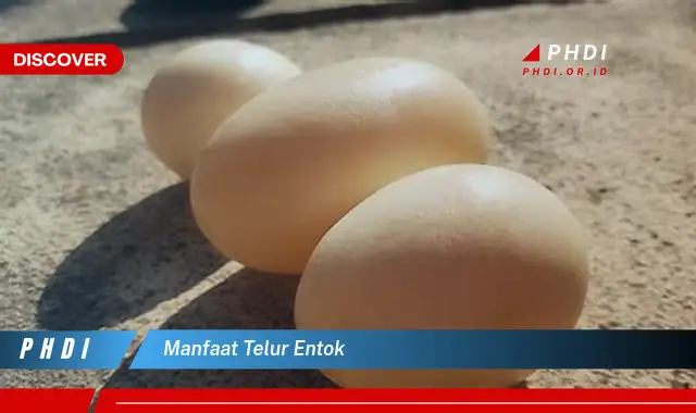 manfaat telur entok