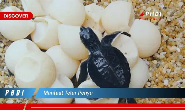 manfaat telur penyu