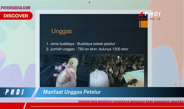 manfaat unggas petelur