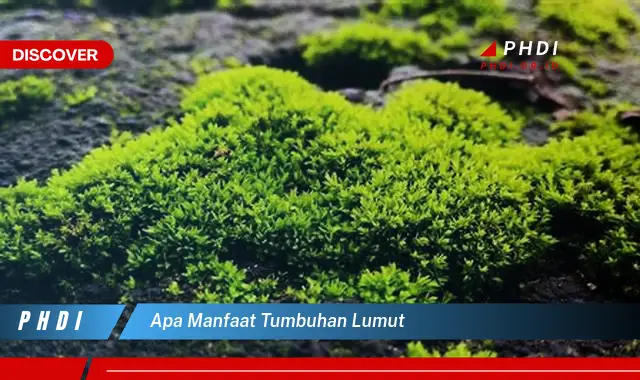 apa manfaat tumbuhan lumut