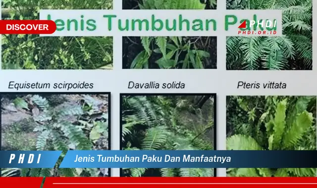 jenis tumbuhan paku dan manfaatnya