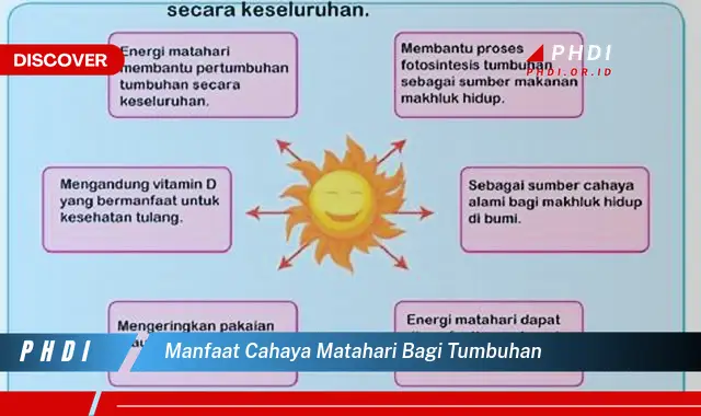 manfaat cahaya matahari bagi tumbuhan