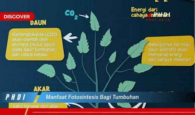 manfaat fotosintesis bagi tumbuhan