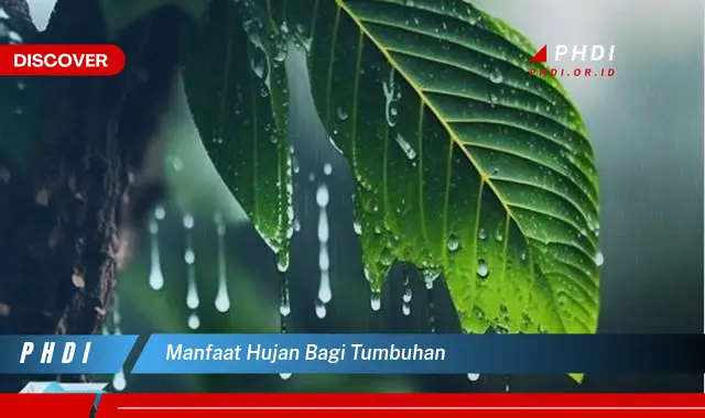 manfaat hujan bagi tumbuhan