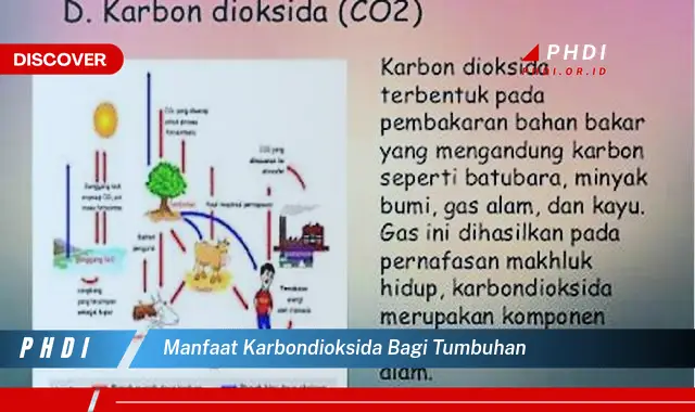 manfaat karbondioksida bagi tumbuhan