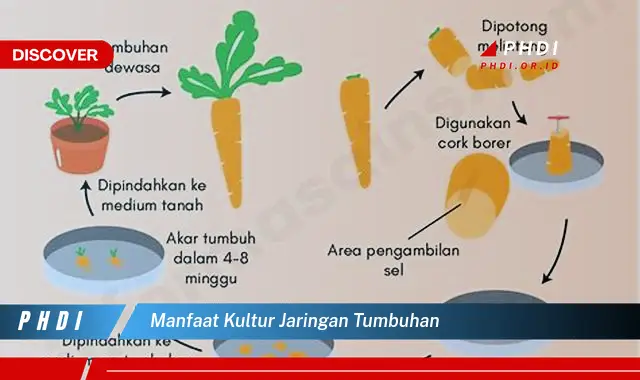 manfaat kultur jaringan tumbuhan