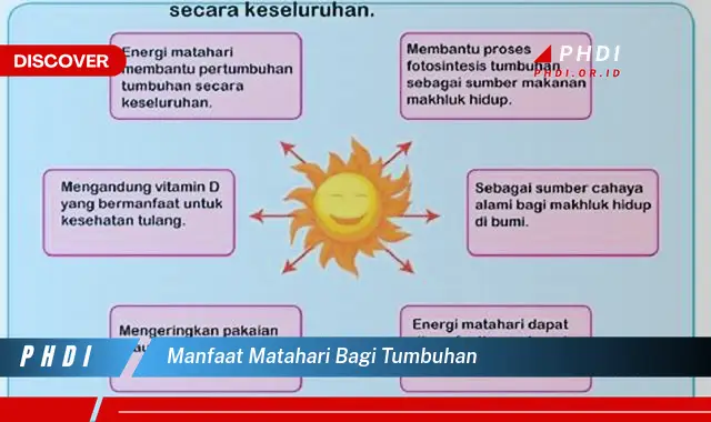 manfaat matahari bagi tumbuhan