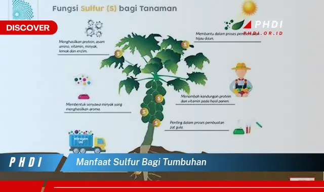 manfaat sulfur bagi tumbuhan