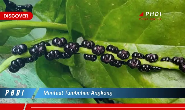 manfaat tumbuhan angkung