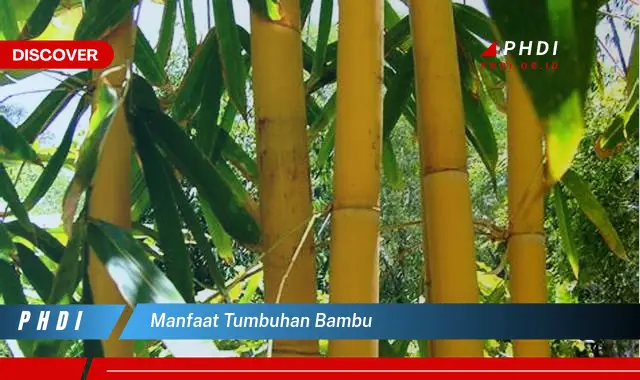 manfaat tumbuhan bambu