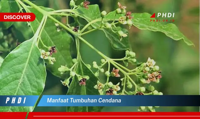 manfaat tumbuhan cendana