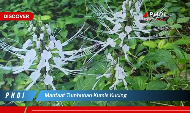 manfaat tumbuhan kumis kucing