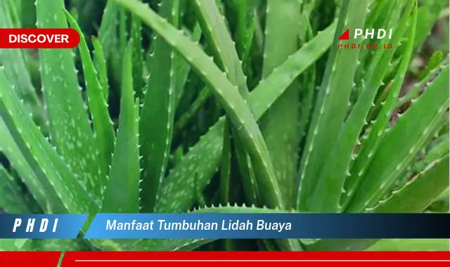 manfaat tumbuhan lidah buaya